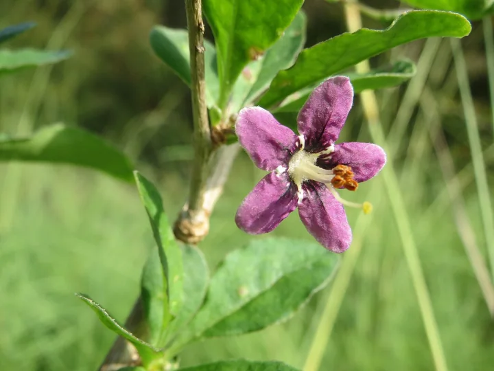 Floare violetă de goji, în formă de stea, cu staminele ieșite în afară, între frunze verzi, înguste