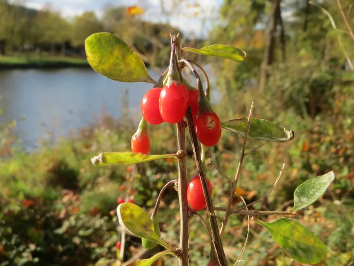Ramură subțire de goji cu patru fructe roșii, alungite, între frunze verzi-gălbui, lângă un lac