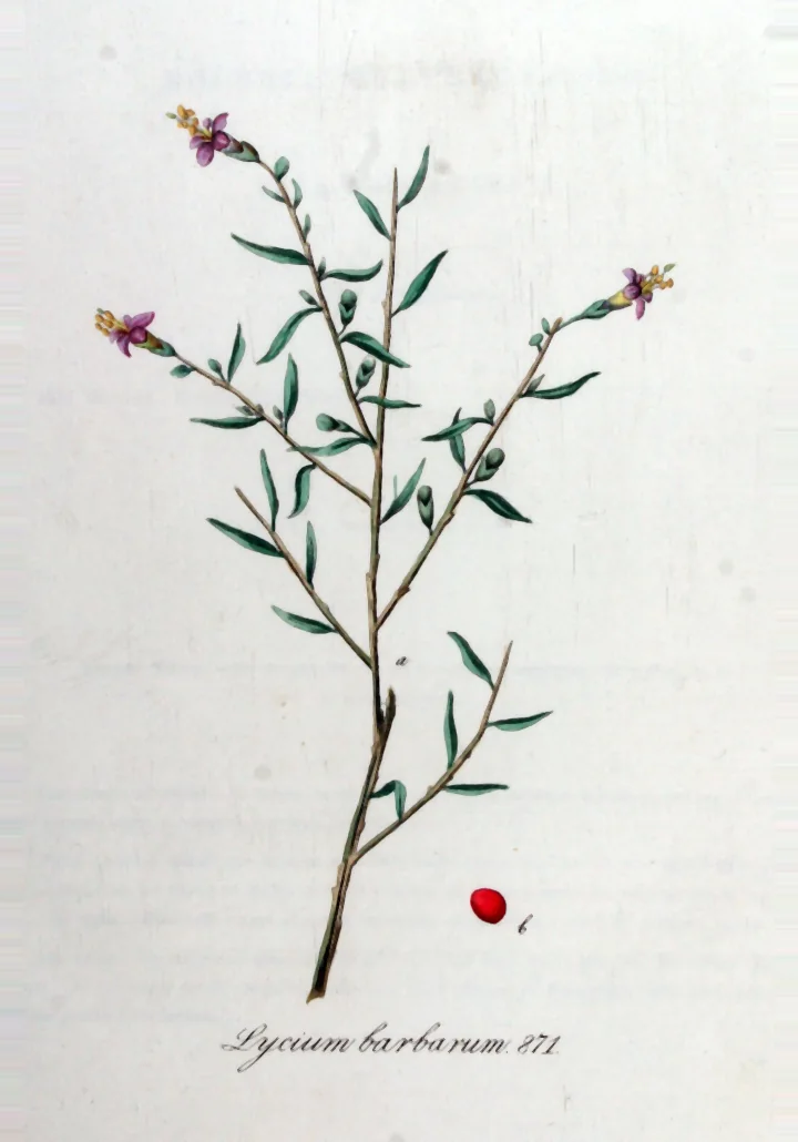 Planșă botanică veche cu goji (Lycium barbarum): o ramură subțire, cu flori mici, violete, și, desenat separat, un fruct roșu