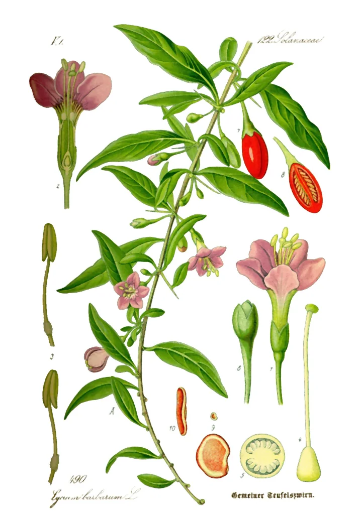 Planșă botanică veche cu goji (Lycium barbarum L.): ramură cu flori și fructe, floarea tăiată pe lung, staminele, fructul întreg și tăiat, semințele