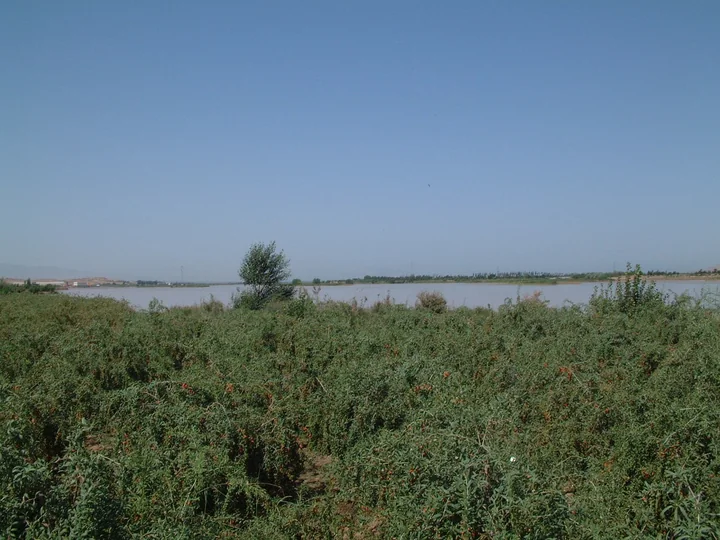 Plantație de goji lângă Fluviul Galben, în Ningxia: tufe joase, dese, și un lac în fundal