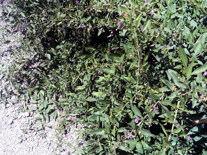 Tufă deasă de goji, cu ramuri subțiri, frunze mici, cenușii-verzi, și flori violete mici, pe un teren pietros