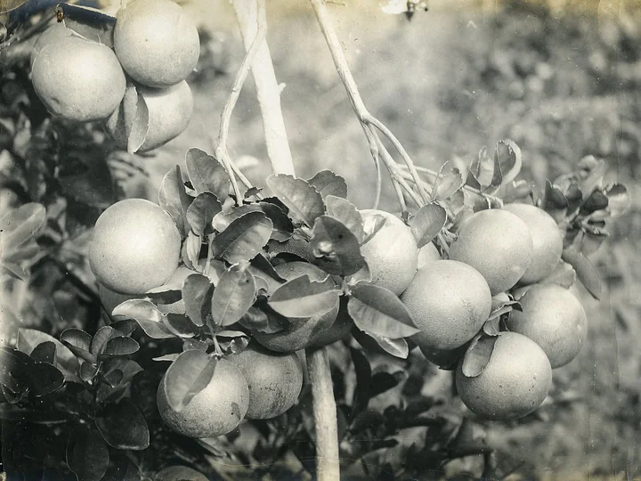 Fotografie veche, alb-negru, cu un ciorchine de grapefruit rotunde, atârnate de o ramură cu frunze, în Bahamas