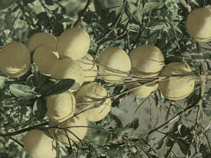 Carte poștală veche, colorată, cu un ciorchine de grapefruit palide, atârnate de ramuri cu frunze, în Florida