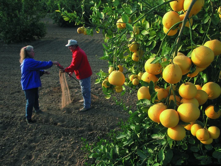Doi oameni pe un câmp, lângă un pom de grapefruit cu ramuri încărcate de fructe galben-portocalii, într-o livadă irigată din Yuma, Arizona