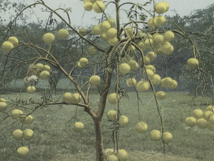 Carte poștală veche cu un pom tânăr de grapefruit, cu ramuri subțiri încărcate de zeci de fructe galbene, pe un câmp cu iarbă