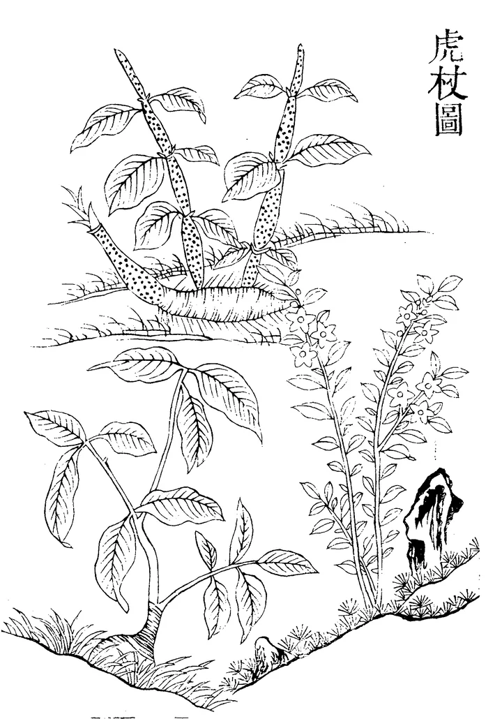 Ilustrație chinezească veche, în linii negre, cu troscot japonez: tulpini cu pete, frunze ascuțite și ciorchini de flori