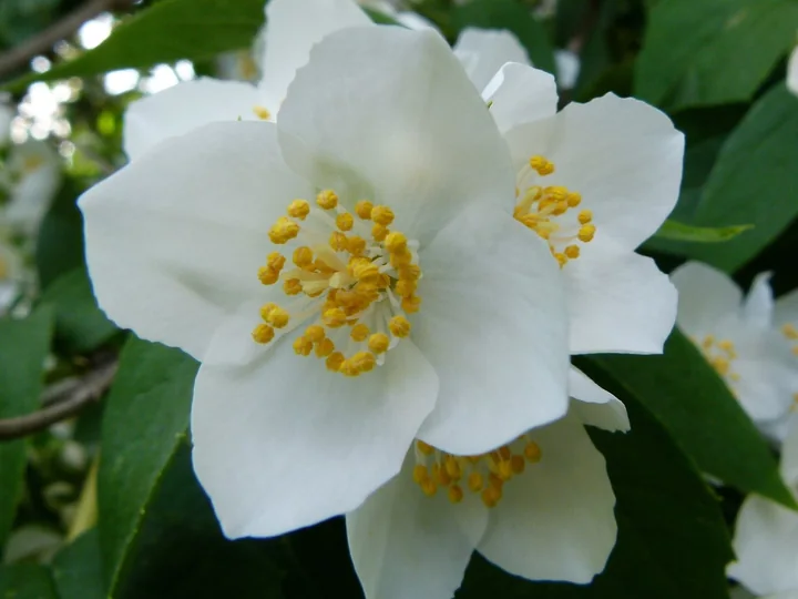 Floare de iasomie-de-pădure văzută de aproape, cu patru petale late și un smoc de stamine galbene