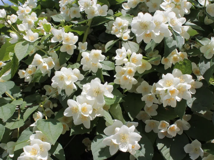 Flori albe-crem de iasomie-de-pădure, cu stamine galbene în mijloc, pe o ramură cu frunze verzi, în soare