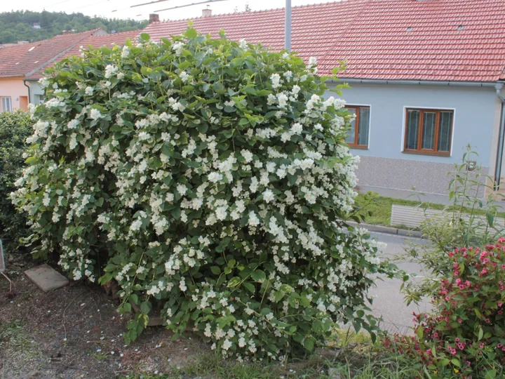 Tufă mare de iasomie-de-pădure, acoperită cu flori albe, în fața unei case, vara