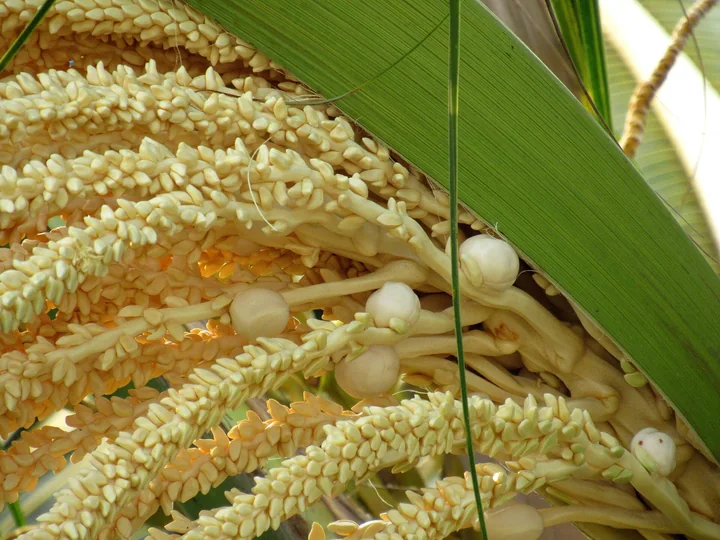 Inflorescență de palmier de cocos văzută de aproape: ramuri cu multe flori mascule mici, crem-gălbui, și câteva flori femele rotunde, la baza ramurilor