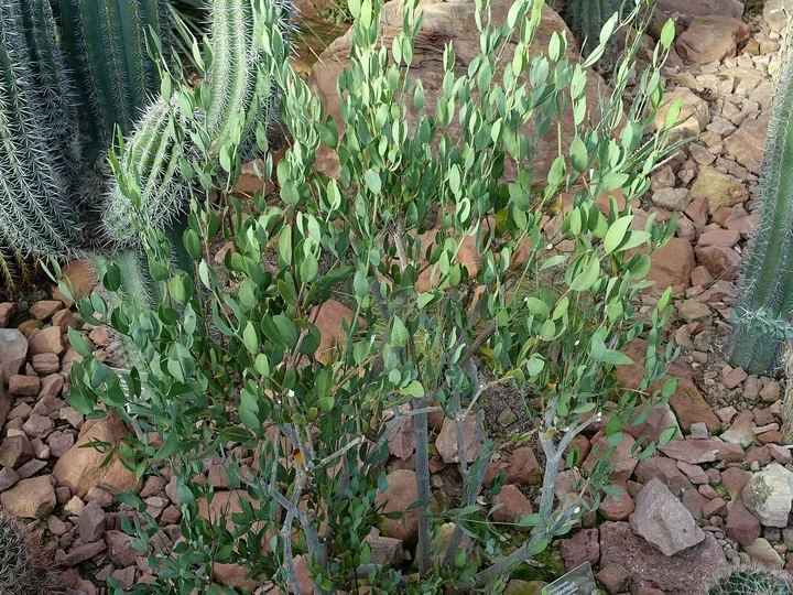 Arbust tânăr de jojoba, cu tulpini subțiri și frunze mici, ovale, verzi, între cactuși și pietre roșiatice, într-o grădină botanică