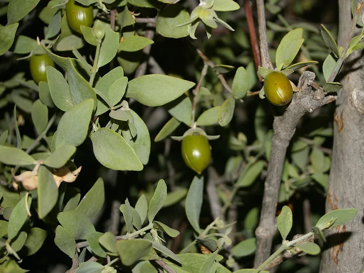 Fructe verzi, ovale, de jojoba, cu sepale la bază, printre frunze cenușii-verzui, pe o ramură