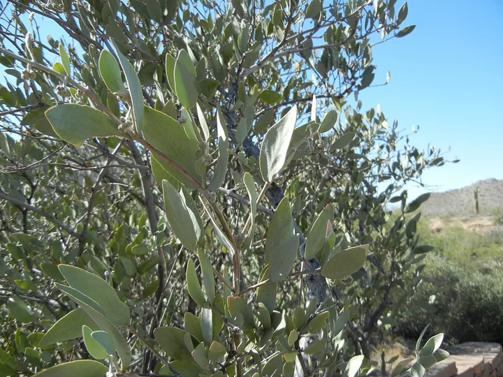 Ramuri de jojoba cu frunze groase, ovale, de un verde-cenușiu, pe cer albastru, într-un deșert din Arizona