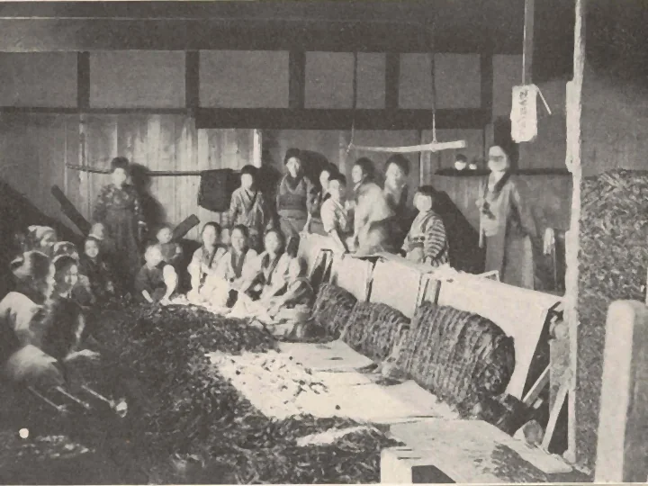 Fotografie veche dintr-o fabrică din Osaka: femei și copii așezați în jurul unei grămezi de kombu brut, pe care îl sortează
