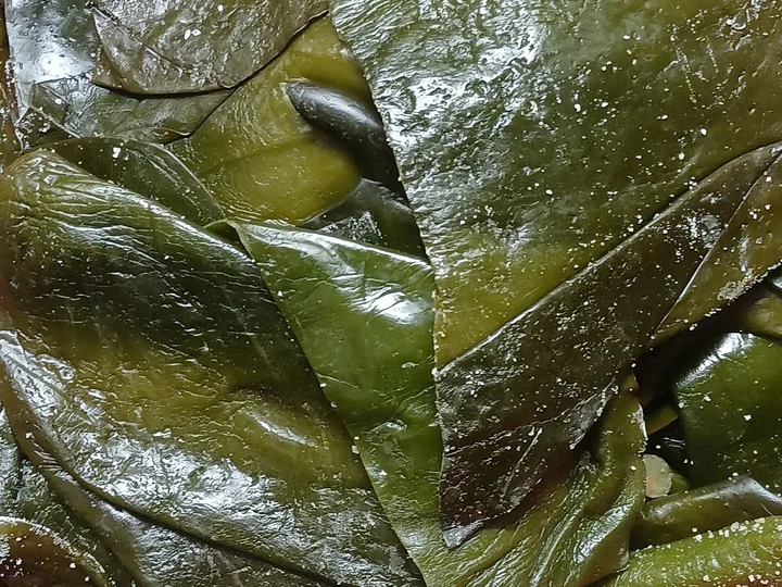 Lame late și lucioase de kombu, de culoare verde-măslinie, văzute de aproape