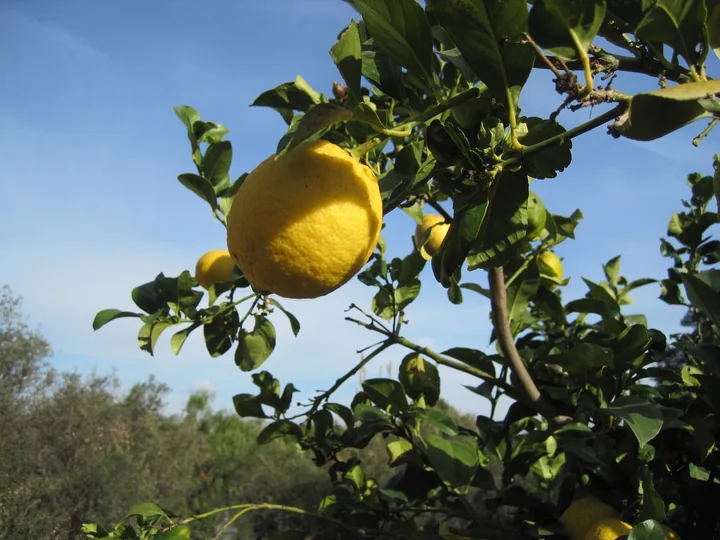 Lămâie galbenă, ovală, între frunze verzi lucioase, pe o creangă, cu cerul albastru în fundal
