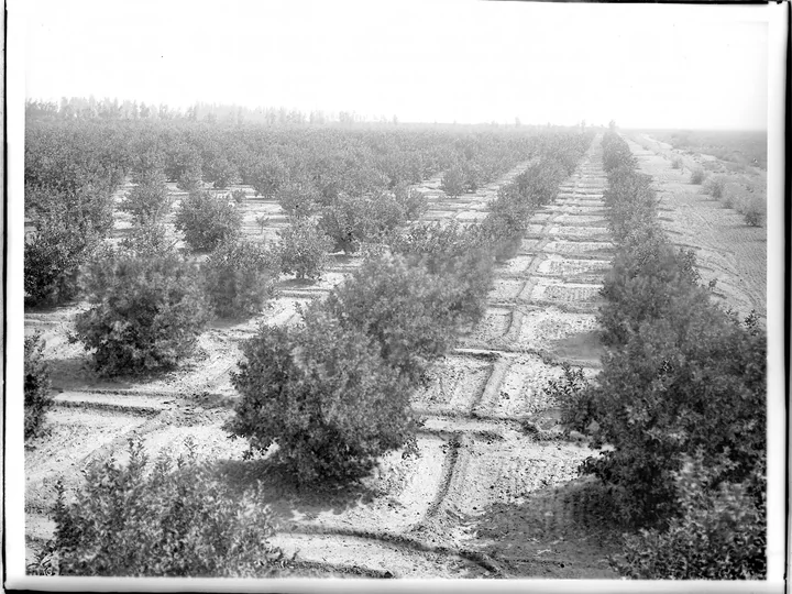 Fotografie alb-negru veche, cu rânduri de lămâi tineri și șanțuri de irigare săpate între ei, pe un câmp întins