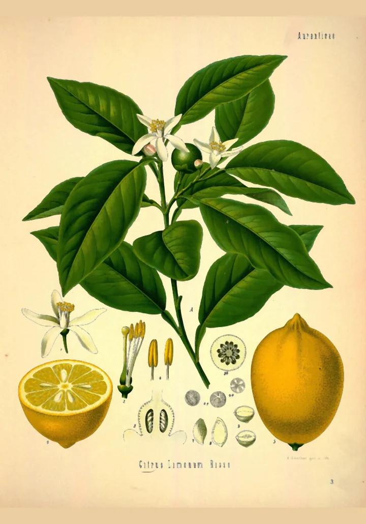 Planșă botanică veche, colorată, cu o creangă înflorită de lămâi, cu frunze verzi și flori albe, iar jos secțiuni prin floare și fruct și un fruct galben întreg