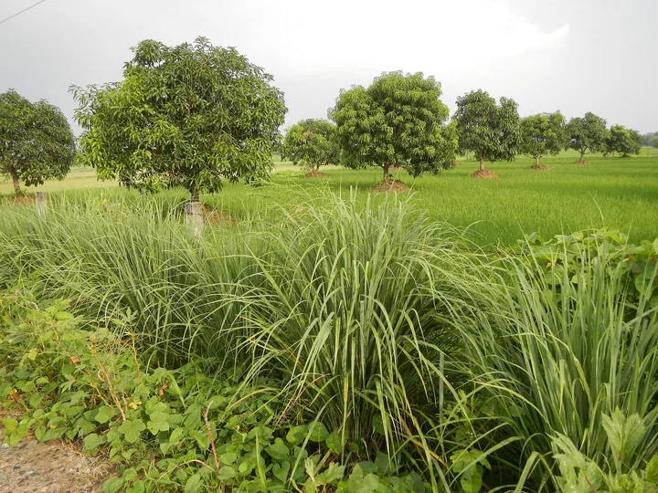 Tufe de lemongrass la marginea unui câmp verde, cu pomi de mango în fundal
