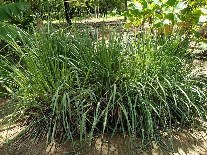 Smoc des de lemongrass, cu frunze lungi, înguste și arcuite, într-o grădină
