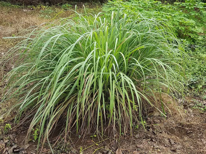 Tufă mare de lemongrass, cu frunze înguste, verzi-albăstrui, crescută direct în pământ