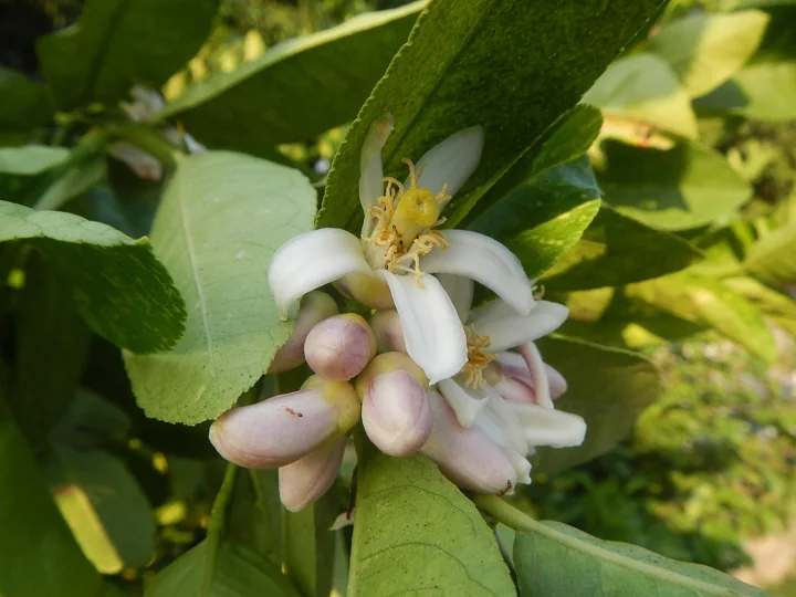 Floare albă de lime, cu petale subțiri și multe stamine galbene, deasupra unor muguri roz-albicioși, între frunze verzi