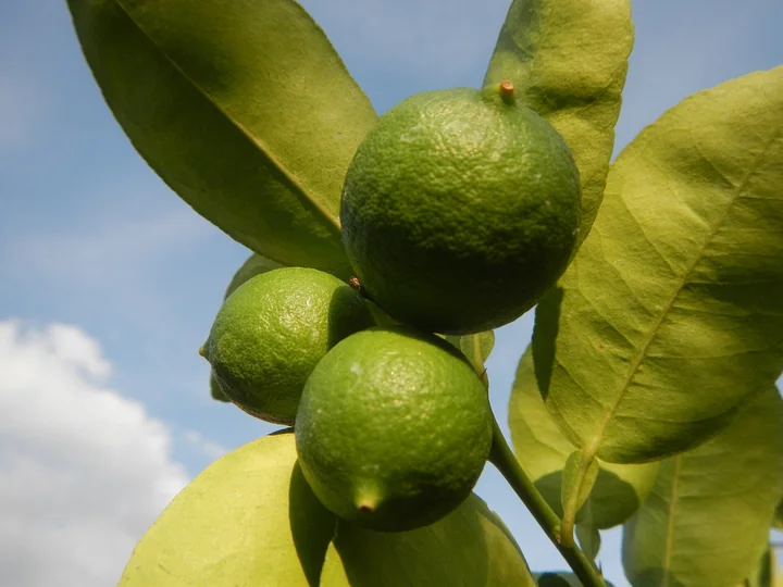 Trei fructe de lime, verzi și rotunde, pe o ramură cu frunze mari, lucioase, pe un cer albastru
