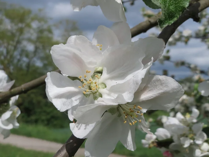 Floare de măr cu cinci petale albe și numeroase stamine cu antere galbene, pe o ramură, cu alte flori în fundal