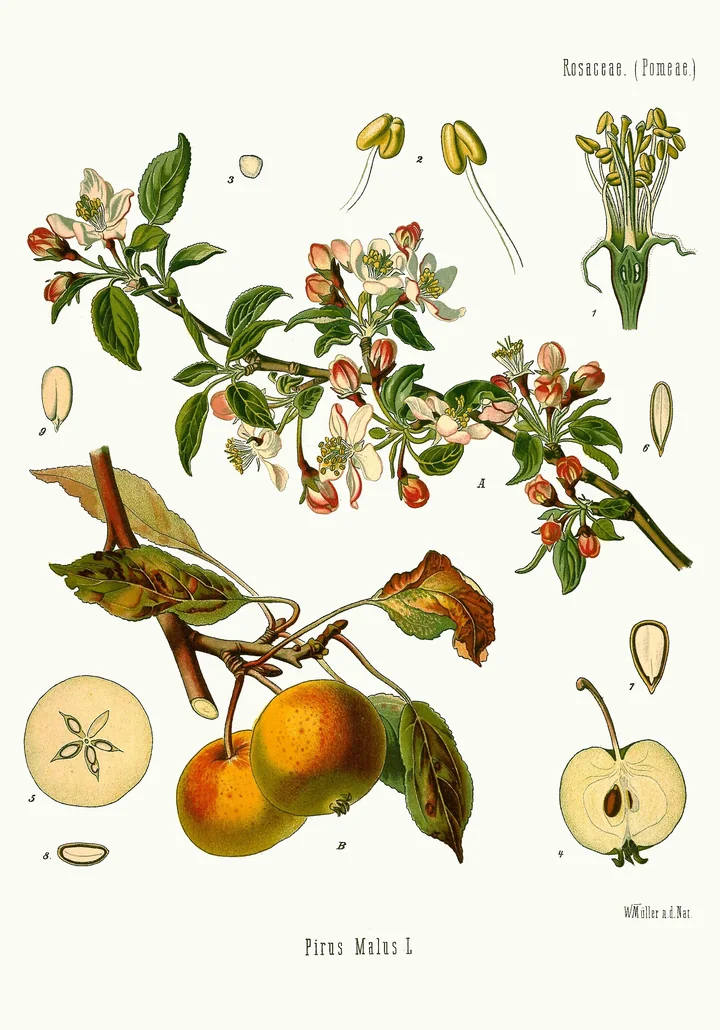 Planșă botanică veche, colorată, cu o ramură de măr înflorită, mere galben-portocalii, fructul tăiat în curmeziș, cu loji în formă de stea, și semințele