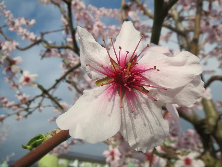 Floare de migdal văzută de aproape, cu petale albe cu margine roz și stamine lungi cu vârfuri roșii, între ramuri înflorite