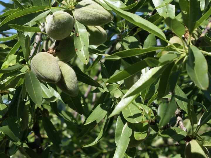 Fructe verzi, ovale și catifelate, de migdal, între frunze lungi și înguste