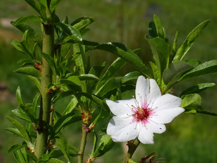 Ramură de migdal cu frunze lanceolate, verzi, cu marginea fin dințată, și o floare albă cu centrul roz