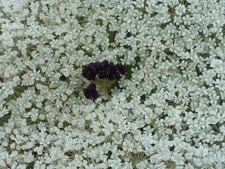 Detaliu cu o umbelă de morcov de câmp acoperită de flori albe mici, cu o floare mică, purpurie-închisă, în mijloc