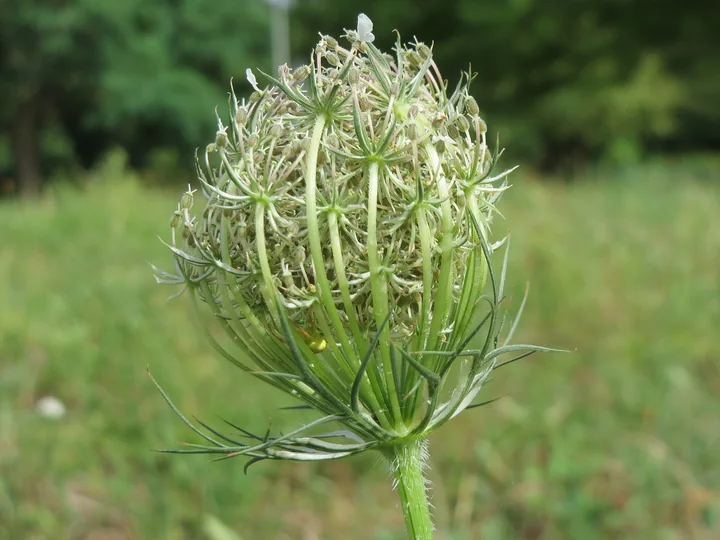 Umbelă de morcov de câmp la începutul fructificării, cu razele curbate spre interior și strânse ca un coș, pe o tulpină verde, într-o pajiște