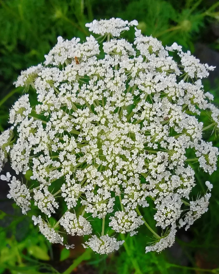 Umbelă rotunjită de morcov de câmp în plină floare, cu foarte multe flori albe mici, deasupra unor frunze fin tăiate