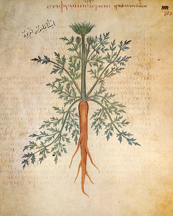 Pagină de manuscris vechi, cu text grecesc, pe care e pictat un morcov sălbatic, cu rădăcină subțire, ramificată, tulpină și umbelă în vârf