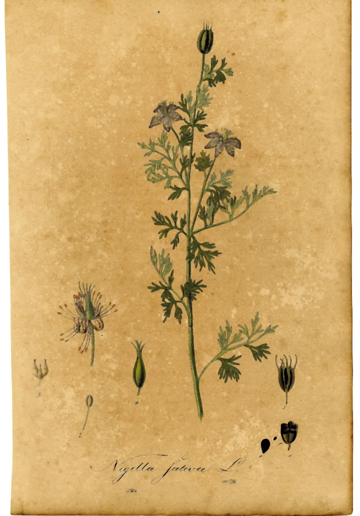Planșă botanică veche cu negrilică (Nigella sativa L.): tulpină înflorită, cu frunze fin tăiate, și, desenate separat, floarea, capsulele și semințele
