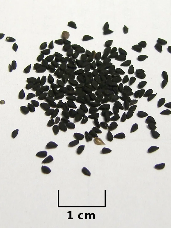 Semințe negre de negrilică împrăștiate pe un fond alb, lângă o scară de 1 cm