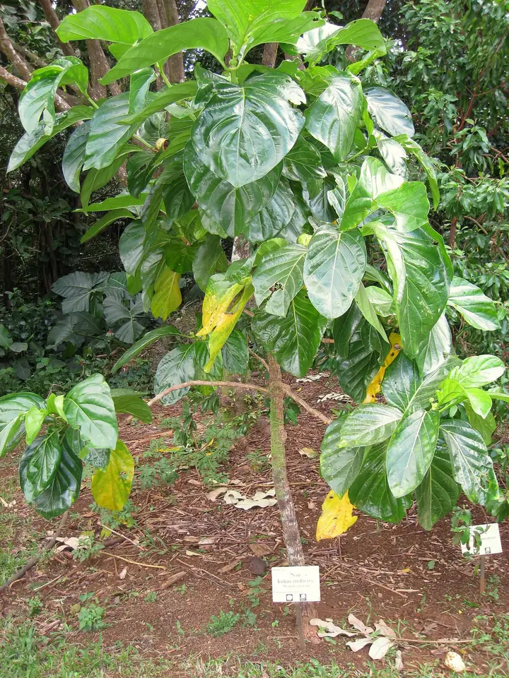 Arbust tânăr de noni, cu frunze mari, lucioase, unele îngălbenite, într-o grădină botanică din Hawaii
