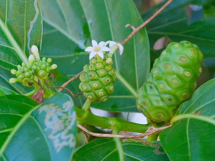 Floare albă de noni și două fructe verzi, cu suprafața acoperită de adâncituri rotunde, între frunze lucioase
