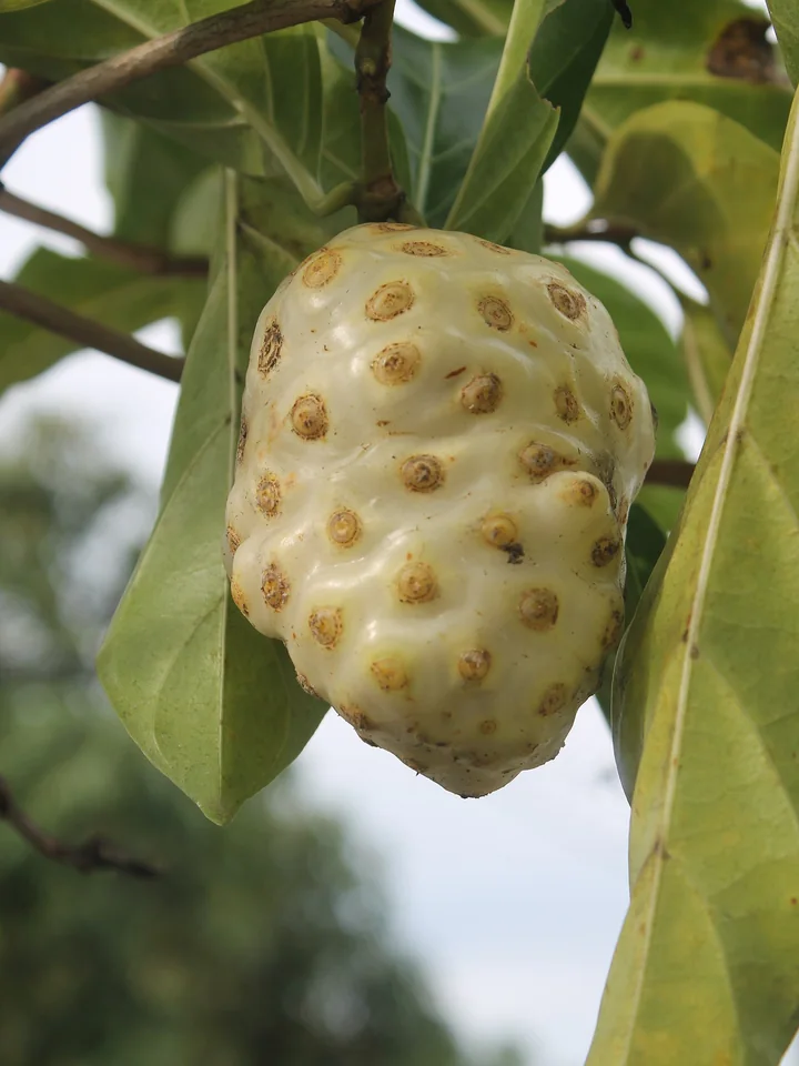 Fruct de noni copt, alb-gălbui, cu adâncituri brune, atârnat pe ramură