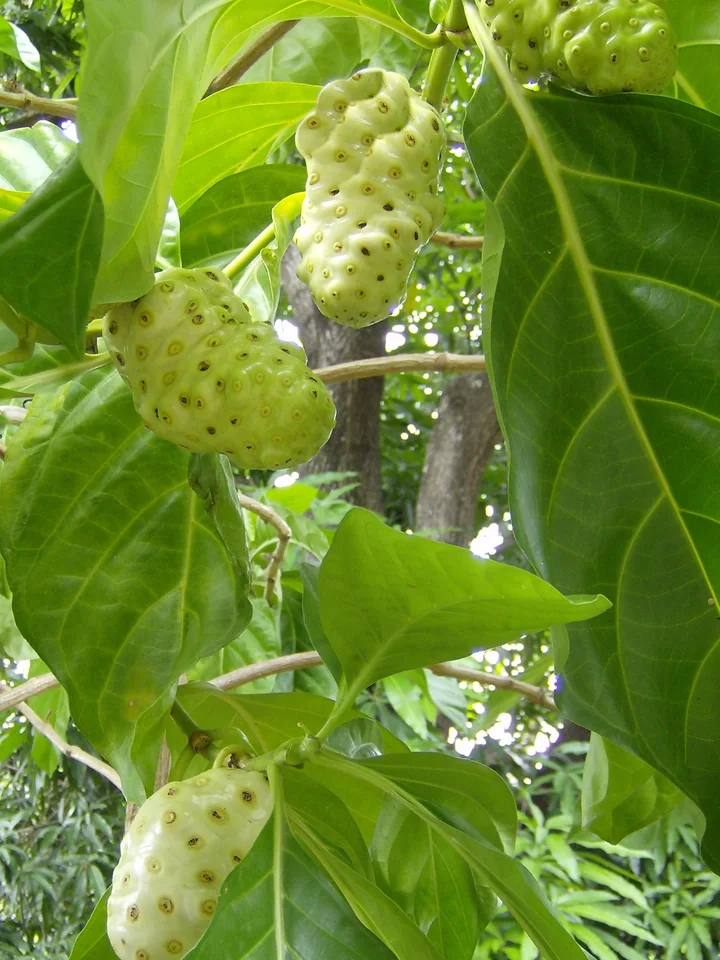 Fructe verzui de noni, cu adâncituri rotunde, atârnate între frunze mari