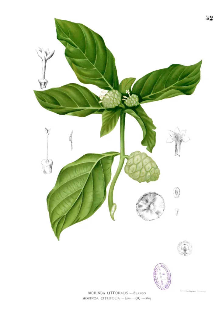 Planșă botanică veche cu noni: o ramură cu frunze opuse, cu flori și fructe, și detaliile desenate separat
