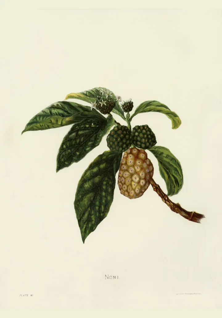 Pictură veche cu o ramură de noni: frunze întunecate, cu nervuri deschise, și un fruct copt, cu adâncituri, în culori calde