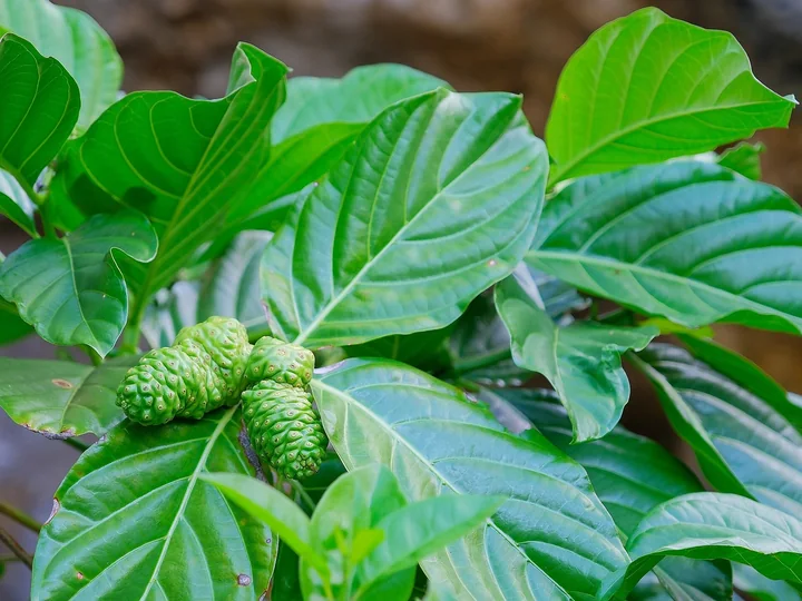 Ramură de noni cu frunze mari, lucioase, și două fructe verzi, tinere, ascunse între ele