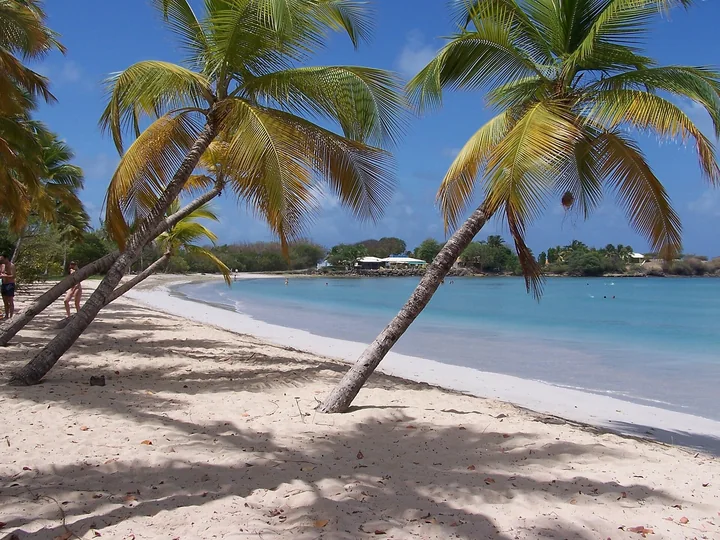 Doi palmieri de cocos aplecați deasupra unei plaje cu nisip alb și apă turcoaz, plaja Salines din Martinica