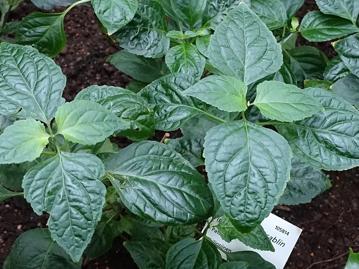 Frunze de patchouli de aproape, late, ovale, cu marginea zimțată și nervurile adâncite, lângă o etichetă albă