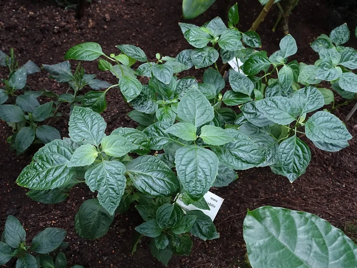 Plantă de patchouli într-o seră, cu frunze late, ovale și zimțate, lucioase, pe un sol întunecat, cu o etichetă albă în față
