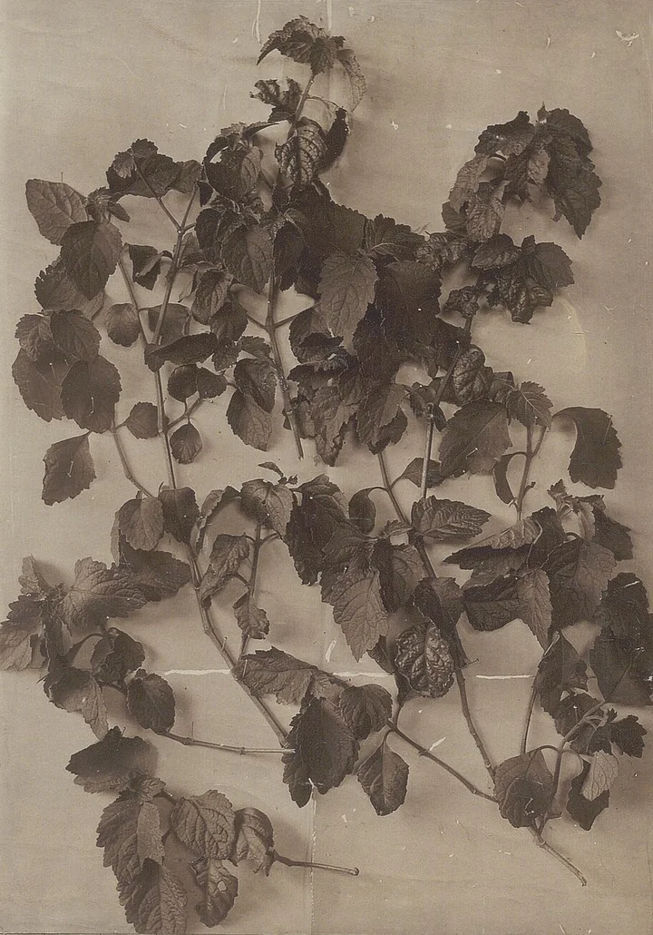 Fotografie veche, în sepia, cu un ram de patchouli cu frunze zimțate, așezat pe un fond neted
